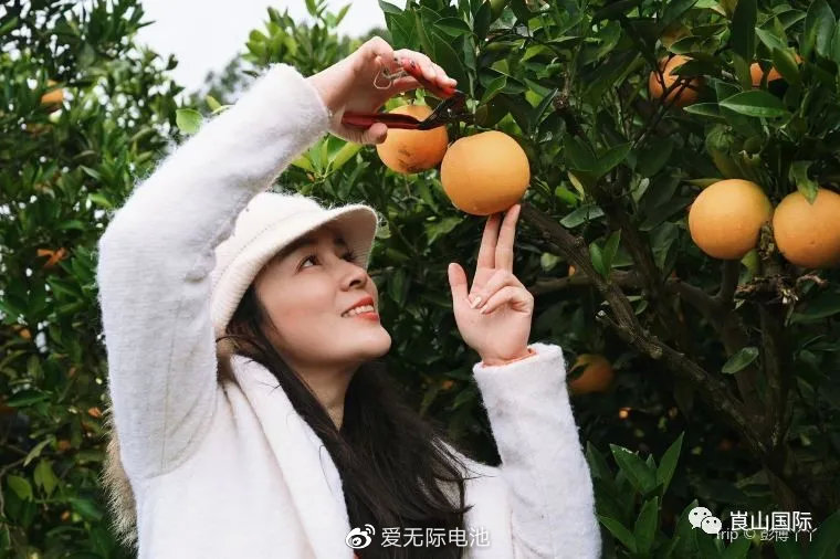 Social media influencers happily picked Langshan navel orange